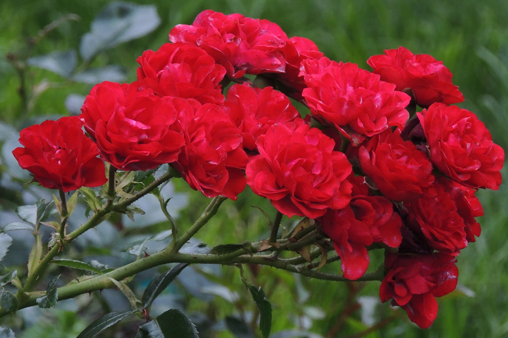 Роза полиантовая `Ред Фейри`.jpg